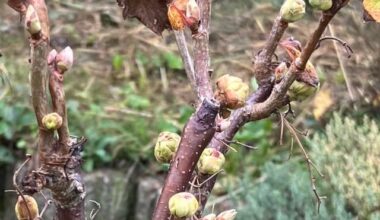 Schwarze Johannisbeeren