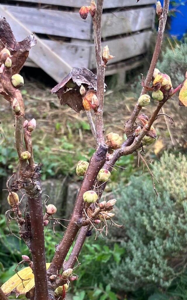 Schwarze Johannisbeeren