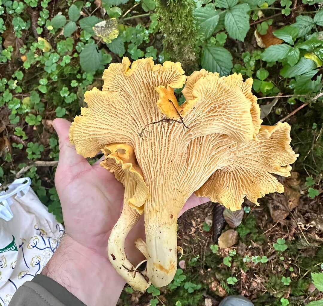 Wenn dein Pfifferling im Fitnessstudio war – fast 20 cm, 150+ g pure Pilz-Muskeln.