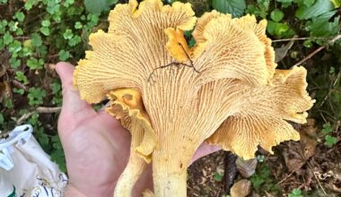 Wenn dein Pfifferling im Fitnessstudio war – fast 20 cm, 150+ g pure Pilz-Muskeln.
