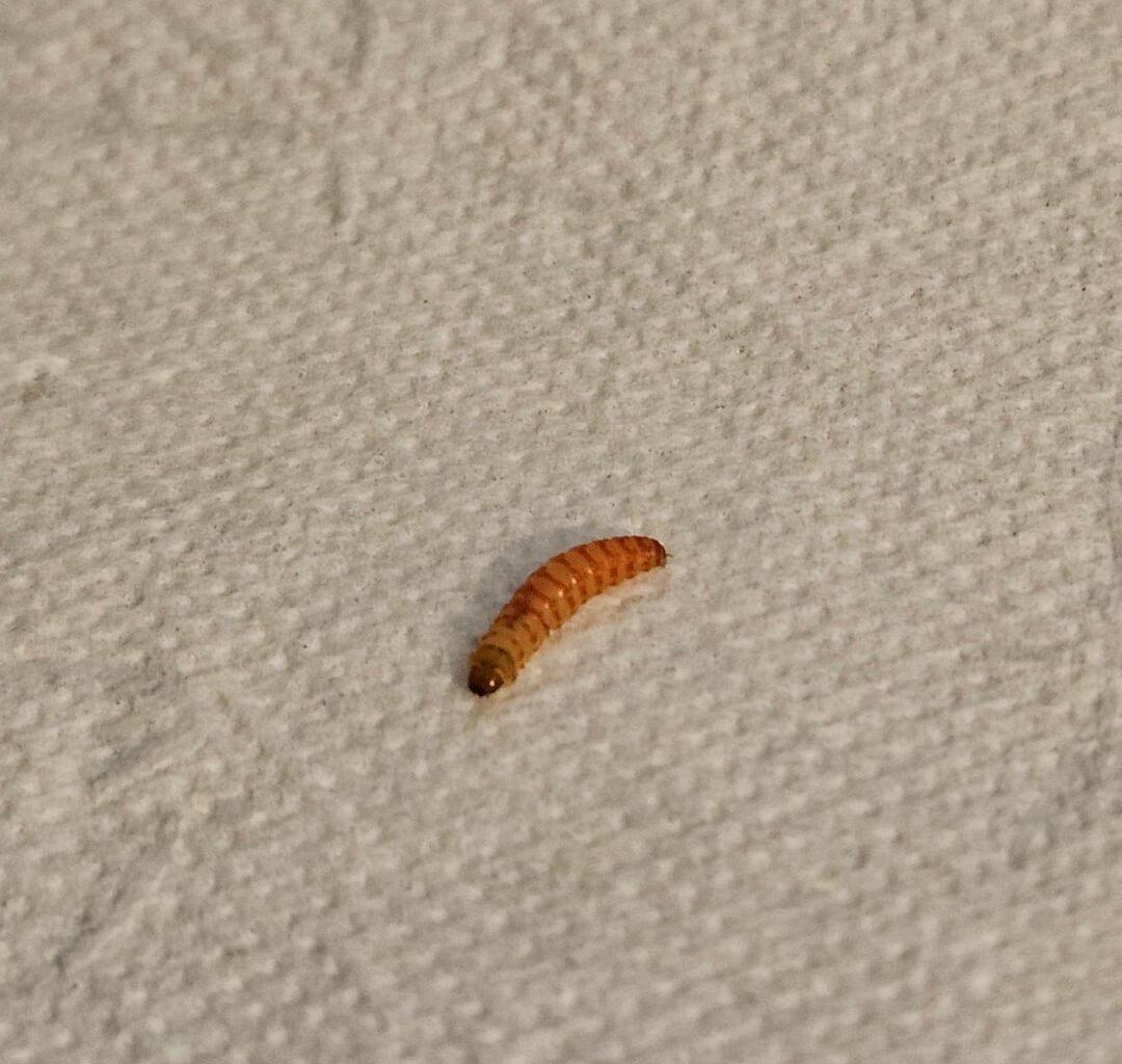 Larve in Buchecker gefunden, was könnte das sein?