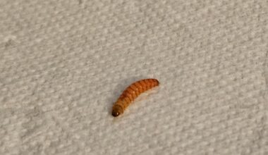 Larve in Buchecker gefunden, was könnte das sein?
