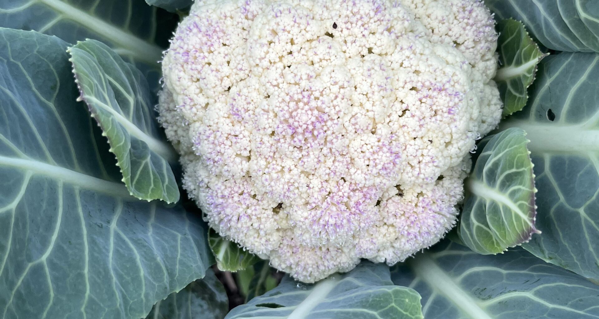 Was hat mein Blumenkohl ?