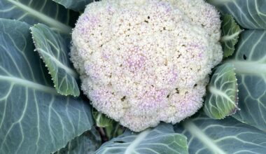 Was hat mein Blumenkohl ?