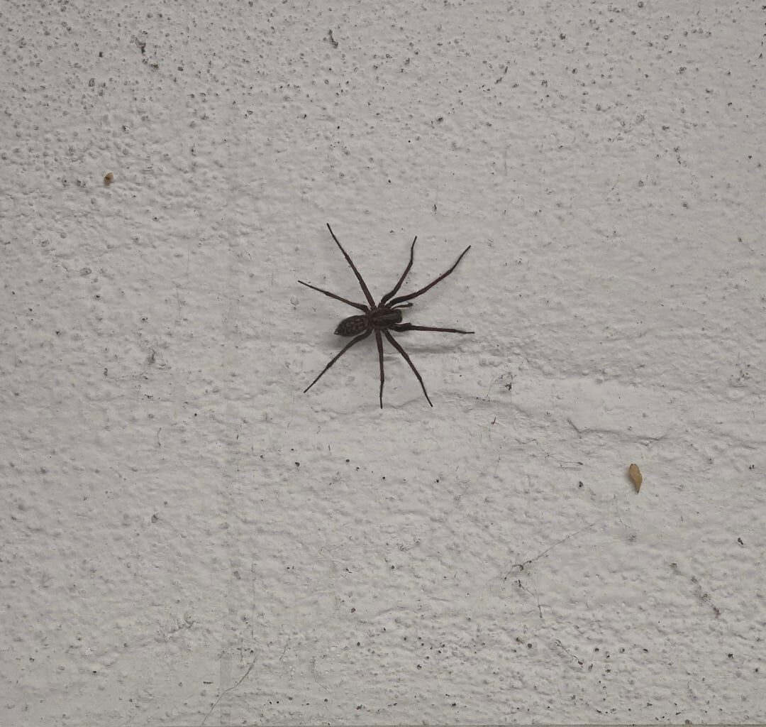 Tjoar...ich schätze mal, das ist nun nicht mehr *mein* Keller.   x_x /   | Wer genau ist da bei mir eingezogen?