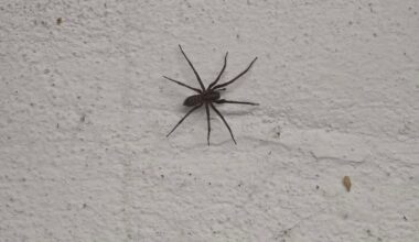 Tjoar...ich schätze mal, das ist nun nicht mehr *mein* Keller.   x_x /   | Wer genau ist da bei mir eingezogen?