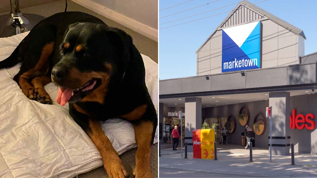Dog owner charged after allegedly falsely claiming Rottweiler euthanised following teenage attack in Newcastle West