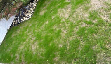 Rasen wächst sehr ungleichmäßig