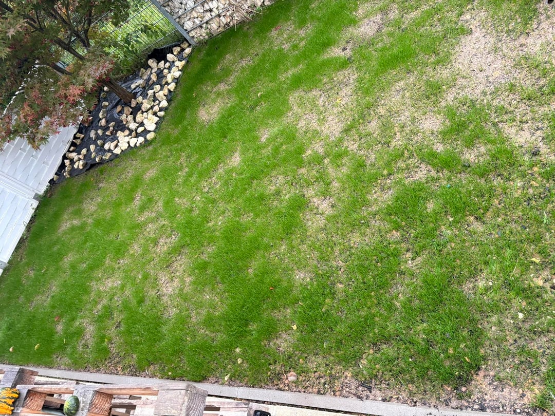 Rasen wächst sehr ungleichmäßig