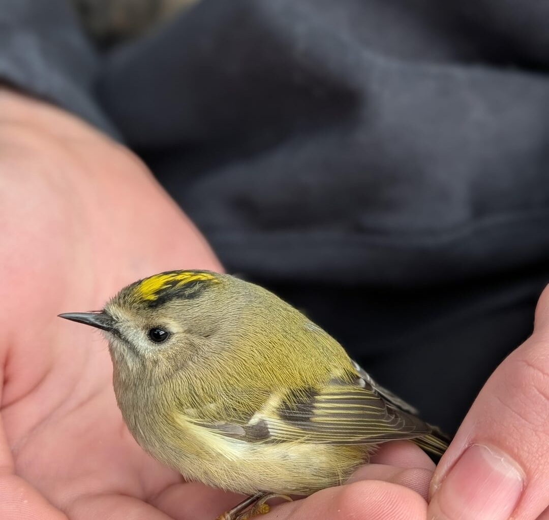 Ein Wintergoldhähnchen