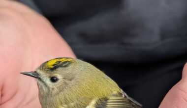 Ein Wintergoldhähnchen