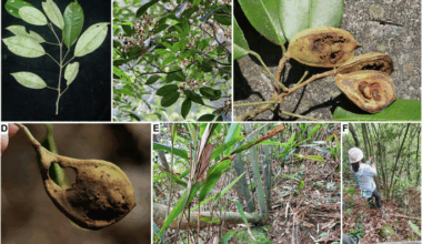 A chromosome-scale assembly of Ormosia boluoensis (Fabaceae)