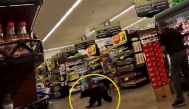 Bear scampers through grocery store in Arizona – NBC Los Angeles
