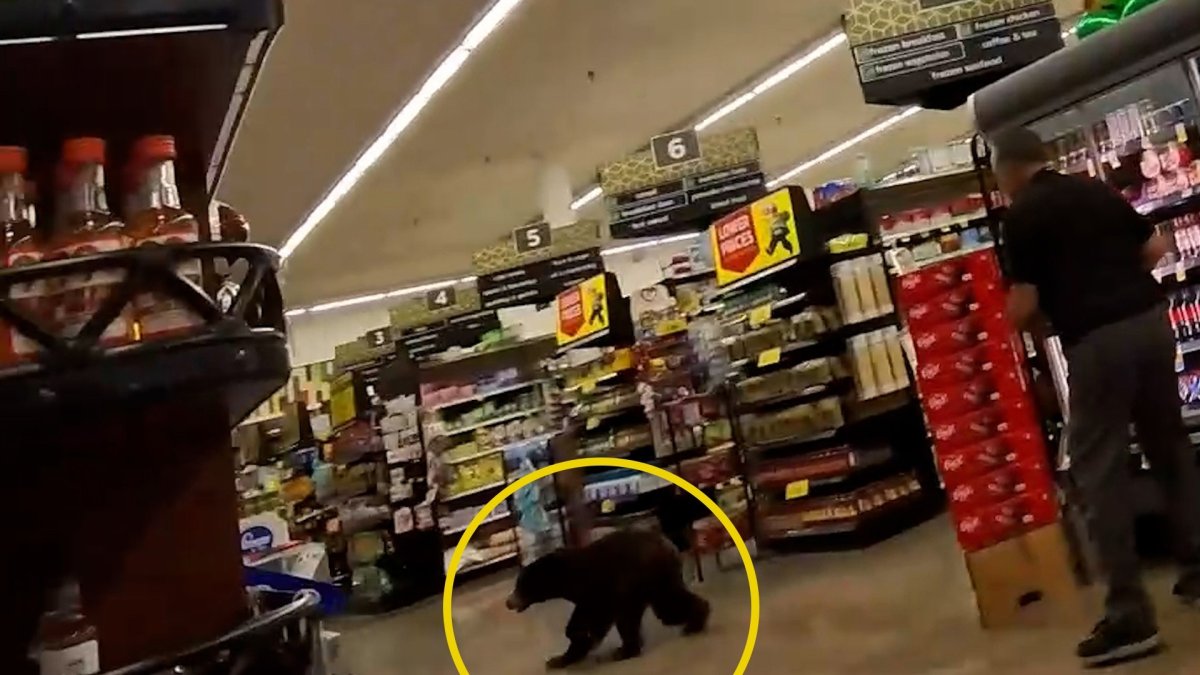 Bear scampers through grocery store in Arizona – NBC Los Angeles