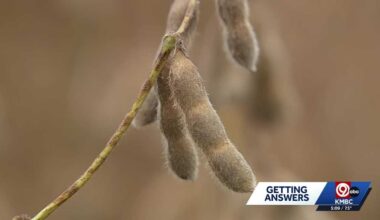 Trade war squeezes Missouri, Kansas soybean farmers again