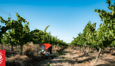 Fiji NGO says govt shares blame for seasonal workers' misbehaviour overseas