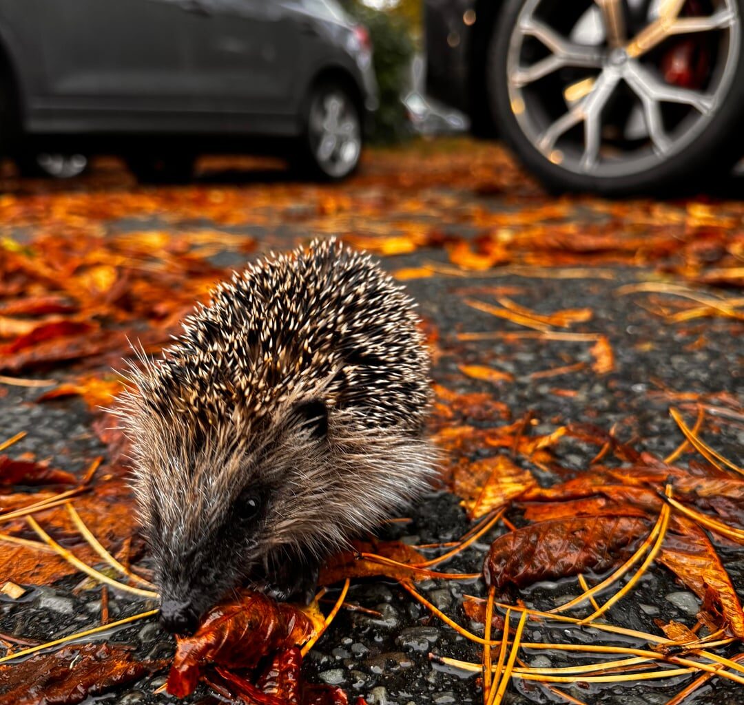 Road hog