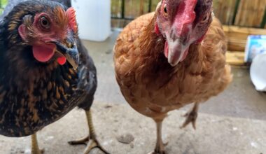 Trouvez un nom en "ille" pour ma poule rousse