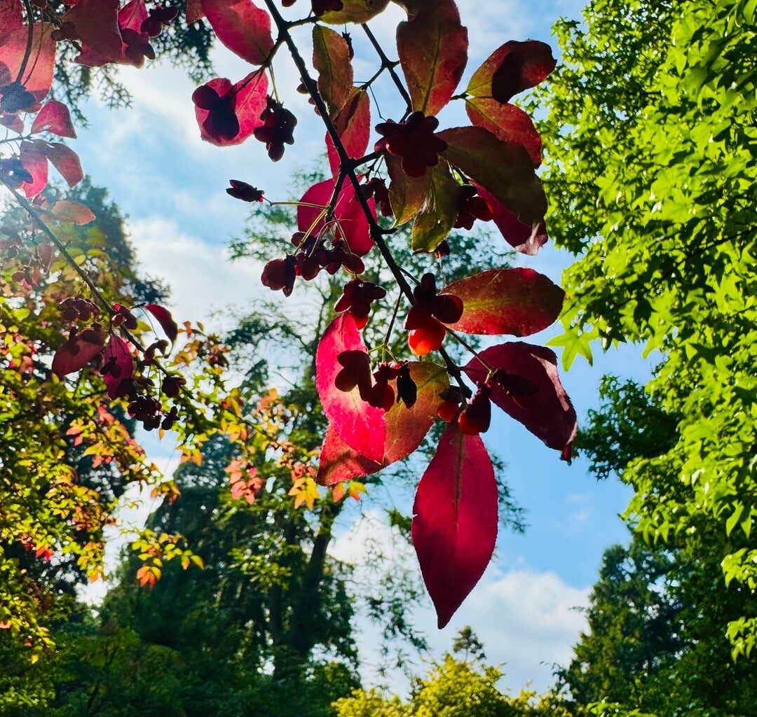 Pfaffenhütchen, Spindelstrauch