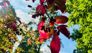 Pfaffenhütchen, Spindelstrauch