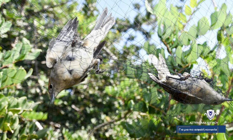 birds, trapping, trappers, environment, wildlife