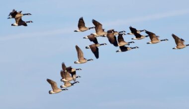 MAGA Pitches New Idea To Repel Canadian Tourists