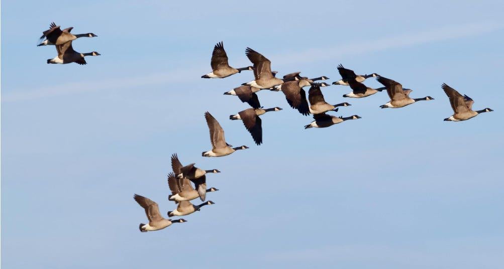 MAGA Pitches New Idea To Repel Canadian Tourists