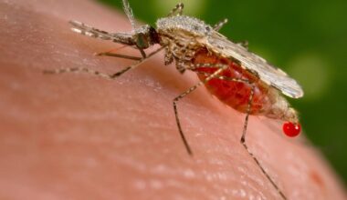 Mosquitoes discovered in Iceland for first time