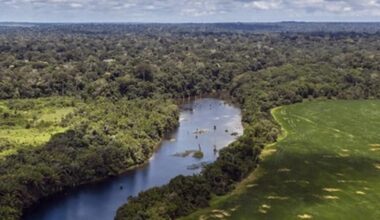 Some carbon projects are actually harmful to climate; study shows how to avoid that | Newsroom