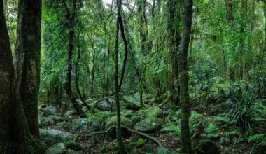 Australia’s tropical forests now emit CO₂, clouding the COP30 talks