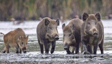 So stürzt das Wildschwein Deutschland in ein Dilemma
