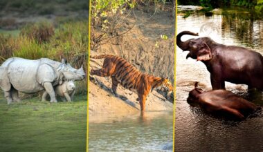 Climate crisis pushing eastern India’s world heritage parks to the brink