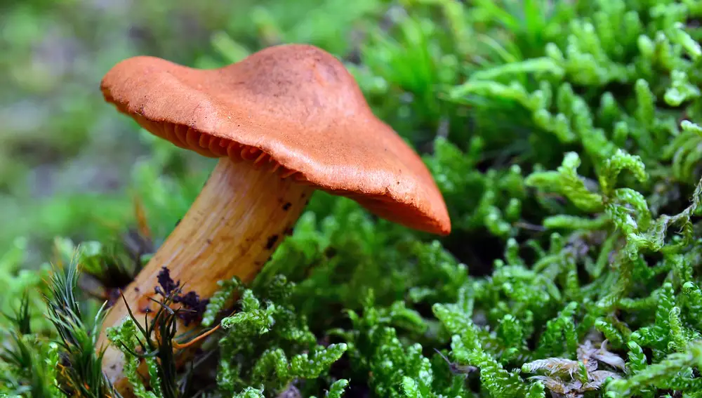 Cortinarius orellanus