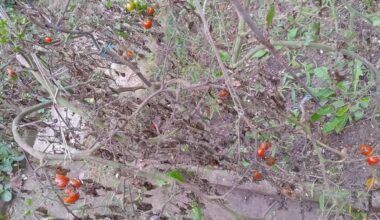 Was passiert mit meinen Pflanzen nach der Saison?