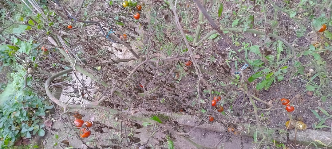 Was passiert mit meinen Pflanzen nach der Saison?