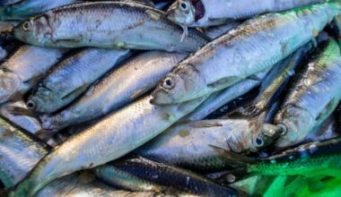 EU-Minister diskutieren Fangverbot für Hering und Dorsch