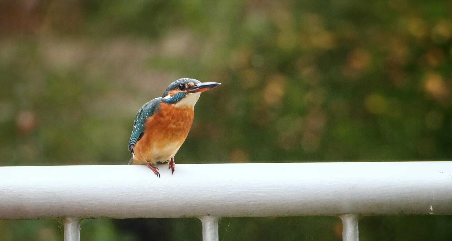 Eisvogel auf meinem Balkon
