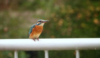Eisvogel auf meinem Balkon