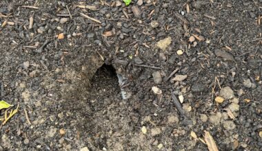 Maus (?) in Hochbeet