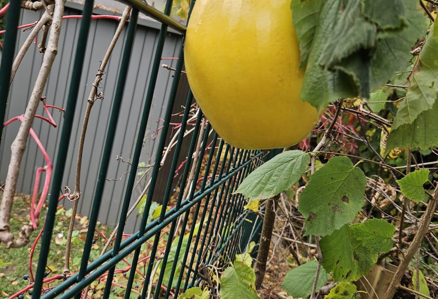 Ist das ein Kürbis?