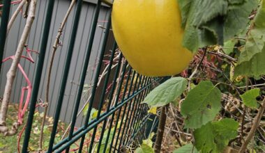 Ist das ein Kürbis?