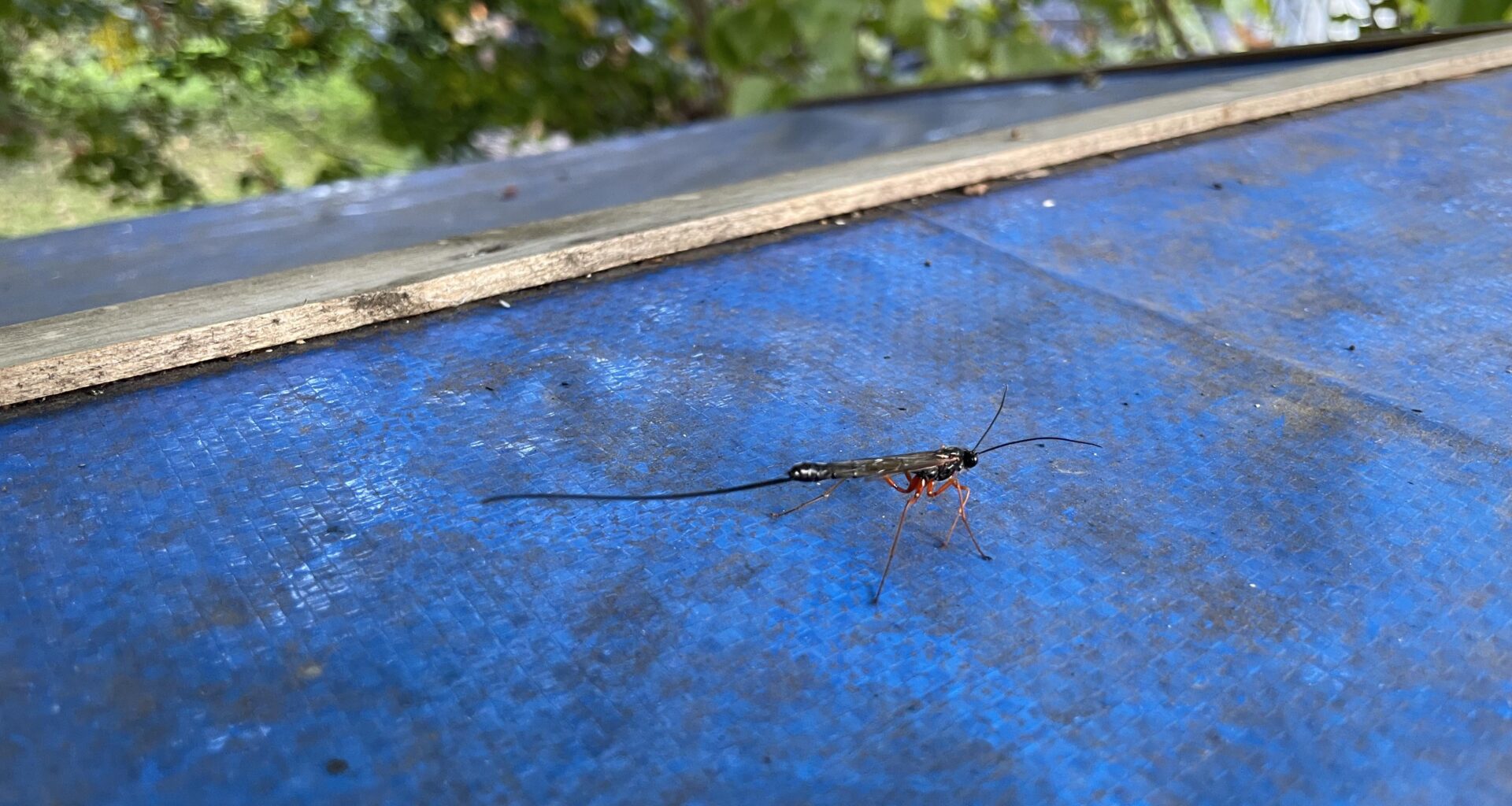Hallo liebe Naturfreunde, was für ein Insekt habe ich da bei uns im Garten entdeckt?