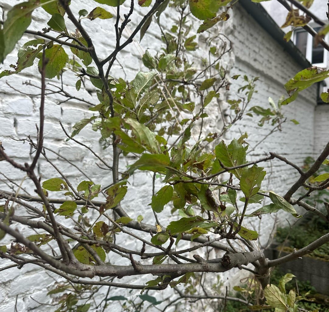 Was ist das für ein Baum?