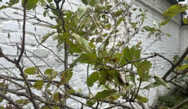 Was ist das für ein Baum?