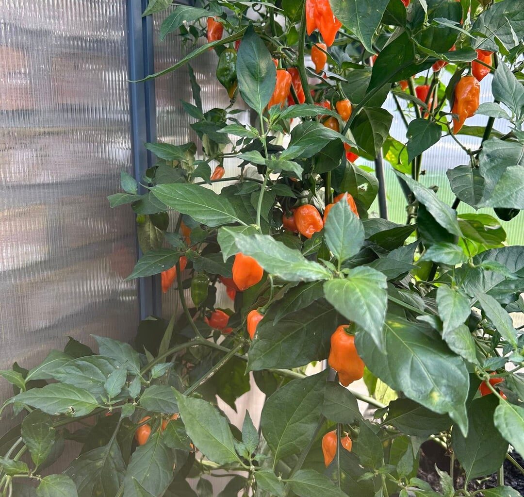 Ich weiß nicht mehr wohin damit.