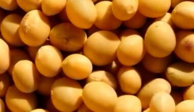 Sussex County farmers feel impact of tariffs as soybean markets shift | News
