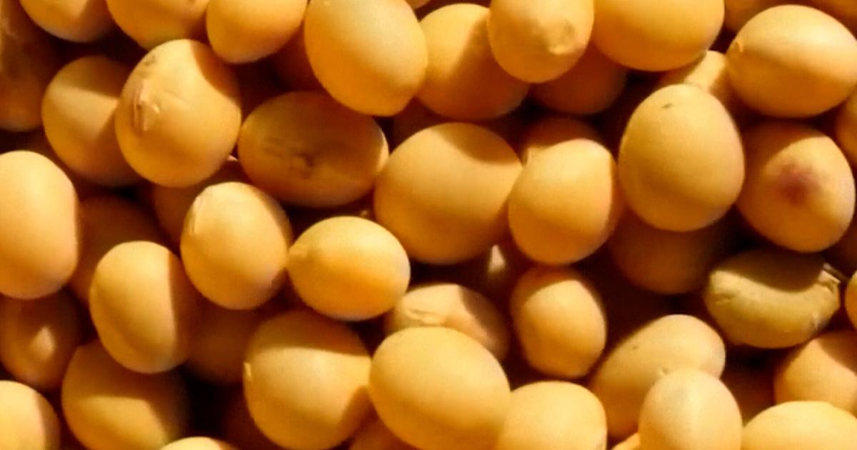 Sussex County farmers feel impact of tariffs as soybean markets shift | News