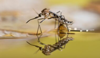 Mosquitoes discovered in Iceland, one of world’s coldest countries, for first time