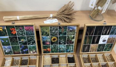 From peas to barley - Czechia adds 150 seed samples to the Svalbard Global Seed Vault