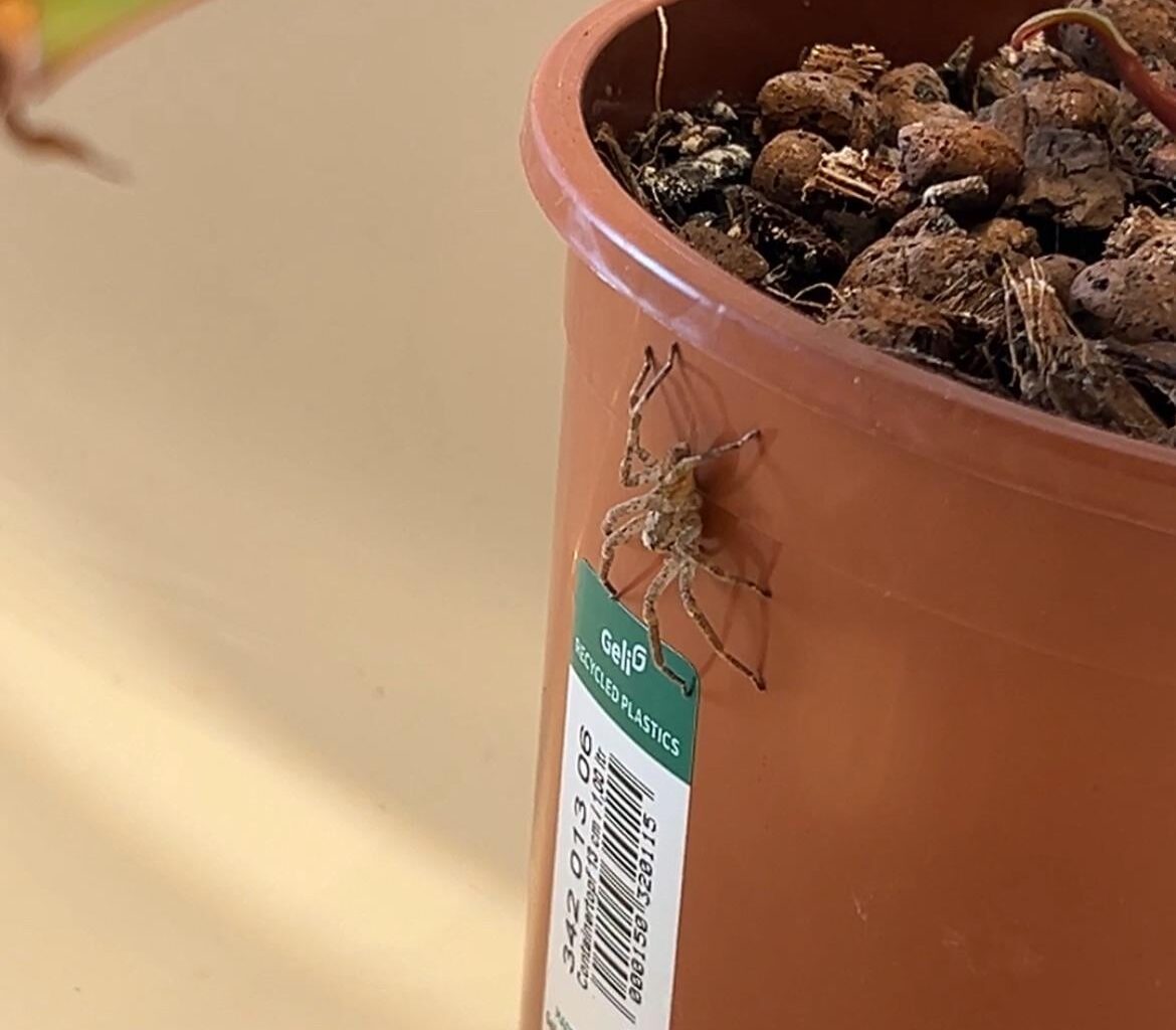 Welche Spinne ist das?